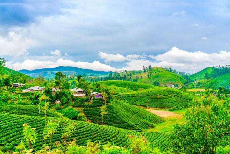 Darjeeling Tour