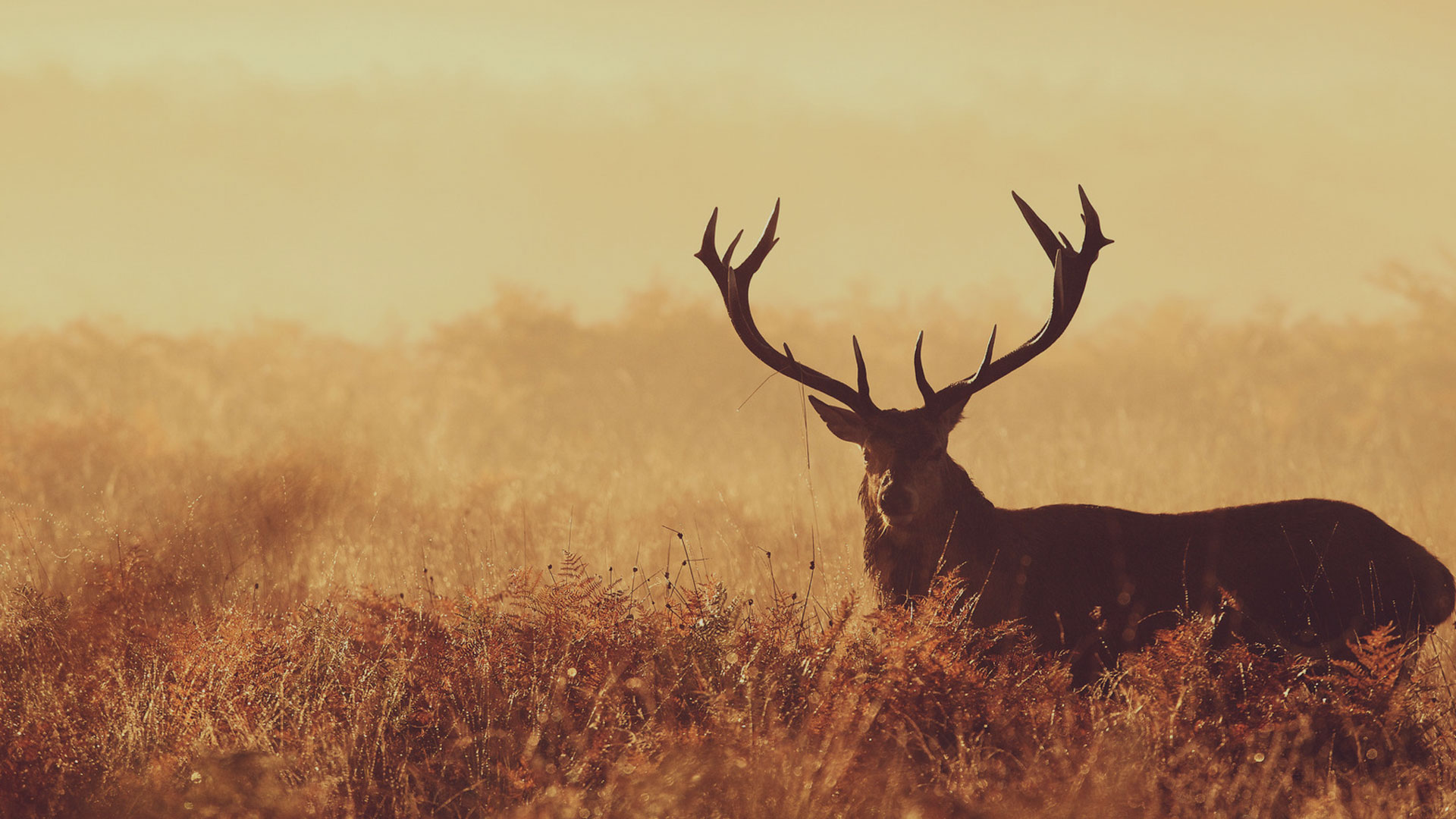 Indian Wildlife